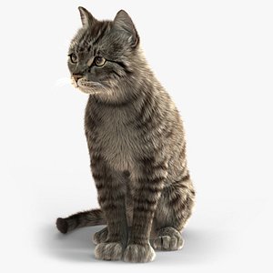 Cat (2) (Grey Tabby) (ANIMATED) (FUR)