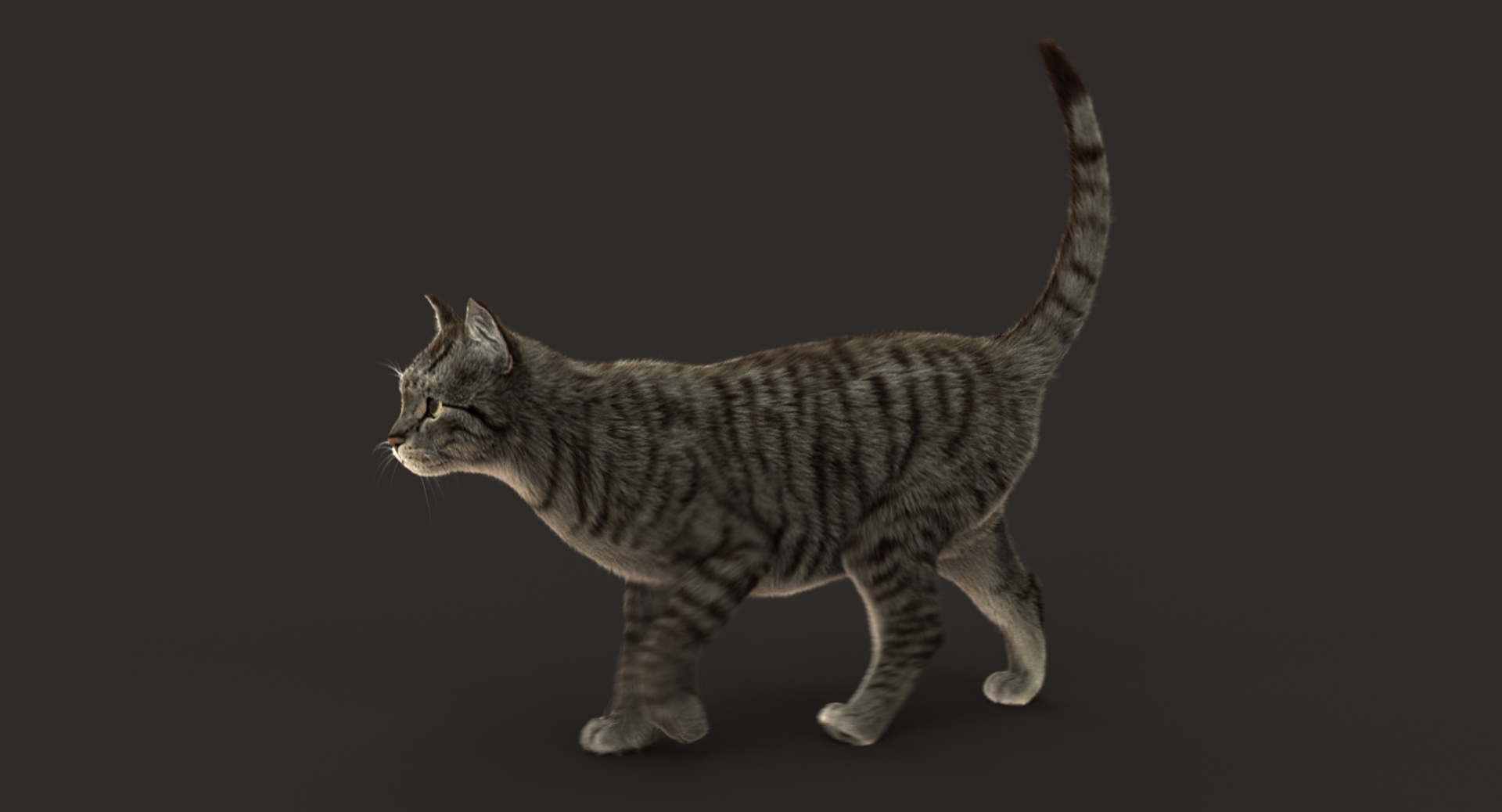 3D cat animation https://p.turbosquid.com/ts-thumb/5i/URL6KR/hvGZd2nB/walk/jpg/1536824154/1920x1080/turn_fit_q99/3dd359e32fdb3761f9536e2de15fc3d93f1e05c8/walk-1.jpg