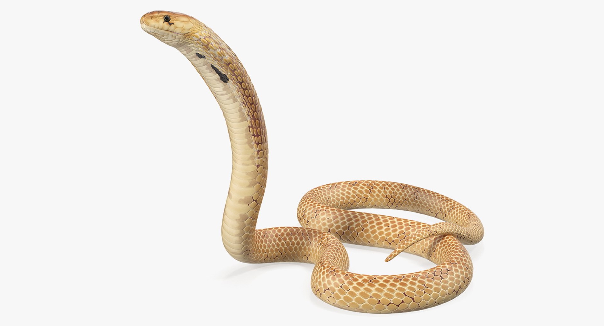 Cobra Light Skin Alert Pose 3D model preview