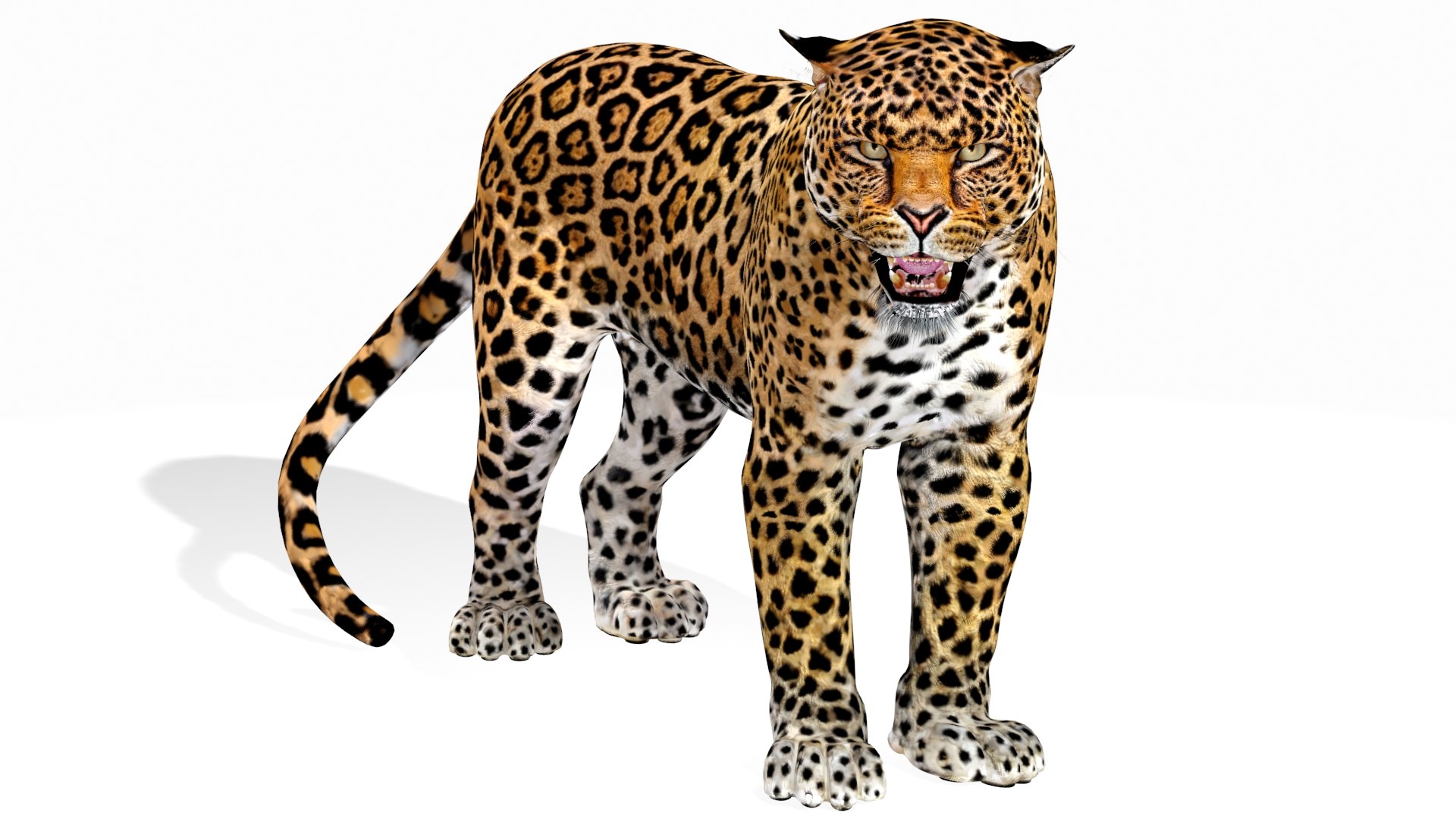 rigged scanline arnold 3D https://p.turbosquid.com/ts-thumb/5i/thlYsO/3NXPgYa4/jaguar3dmodel01scanline/jpg/1573548032/1920x1080/fit_q87/6d9b7eb627391fdb1b5c22a8bcab203b8d763568/jaguar3dmodel01scanline.jpg
