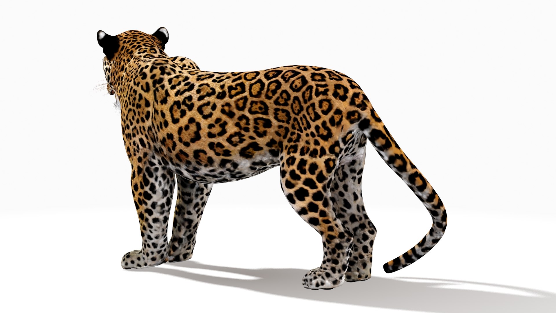 rigged scanline arnold 3D https://p.turbosquid.com/ts-thumb/5i/thlYsO/5hwNHfrm/jaguar3dmodel06/jpg/1573548032/1920x1080/fit_q87/05db787b19bc2e9a62a6f62cecf529ad77e83d3b/jaguar3dmodel06.jpg