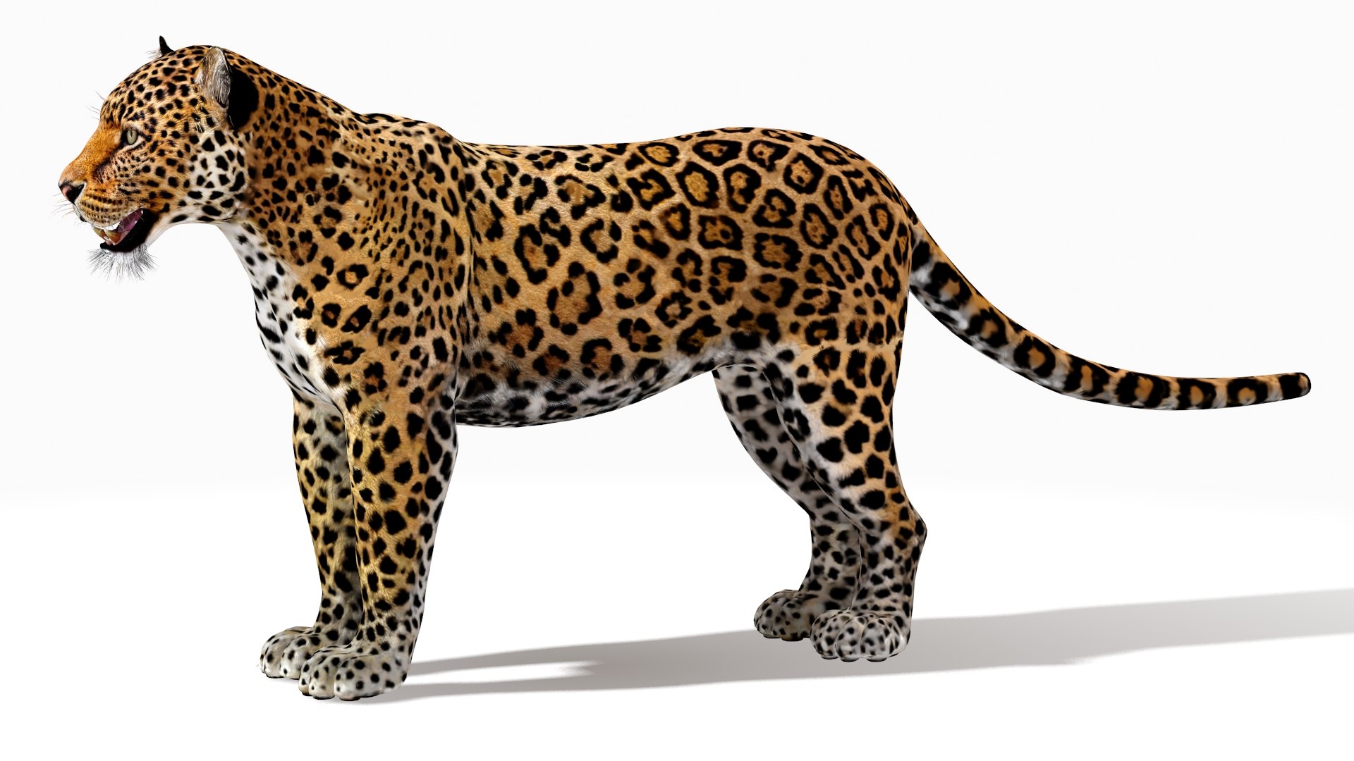 rigged scanline arnold 3D https://p.turbosquid.com/ts-thumb/5i/thlYsO/7cMsqsLu/jaguar3dmodel05/jpg/1573548032/1920x1080/fit_q87/f14effcb4095685b18e6f22497d47f1ef603bce2/jaguar3dmodel05.jpg