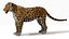 Jaguar Rigged 3D