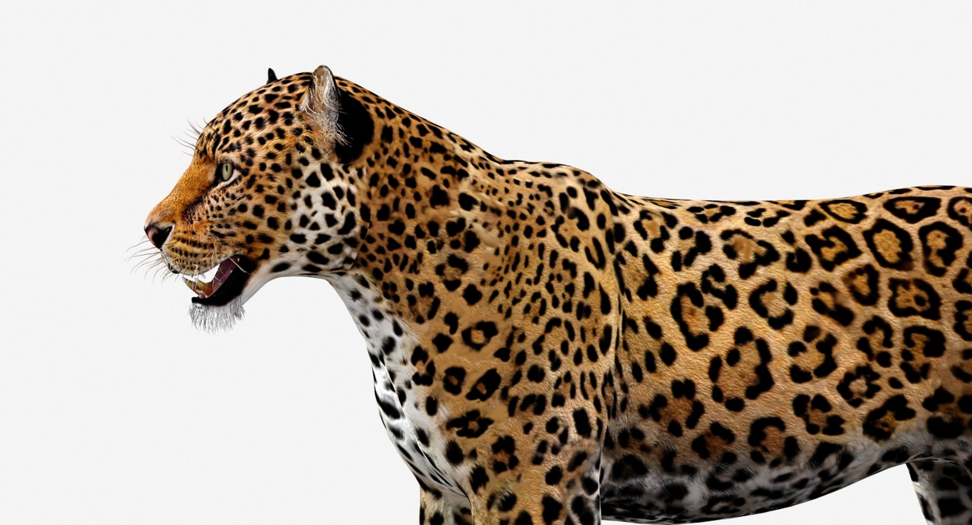 rigged scanline arnold 3D https://p.turbosquid.com/ts-thumb/5i/thlYsO/HmkaBSw0/jaguar3dmodel10/jpg/1573548032/1920x1080/fit_q87/f70f7ed304de64516a03710381d90a81b6261106/jaguar3dmodel10.jpg
