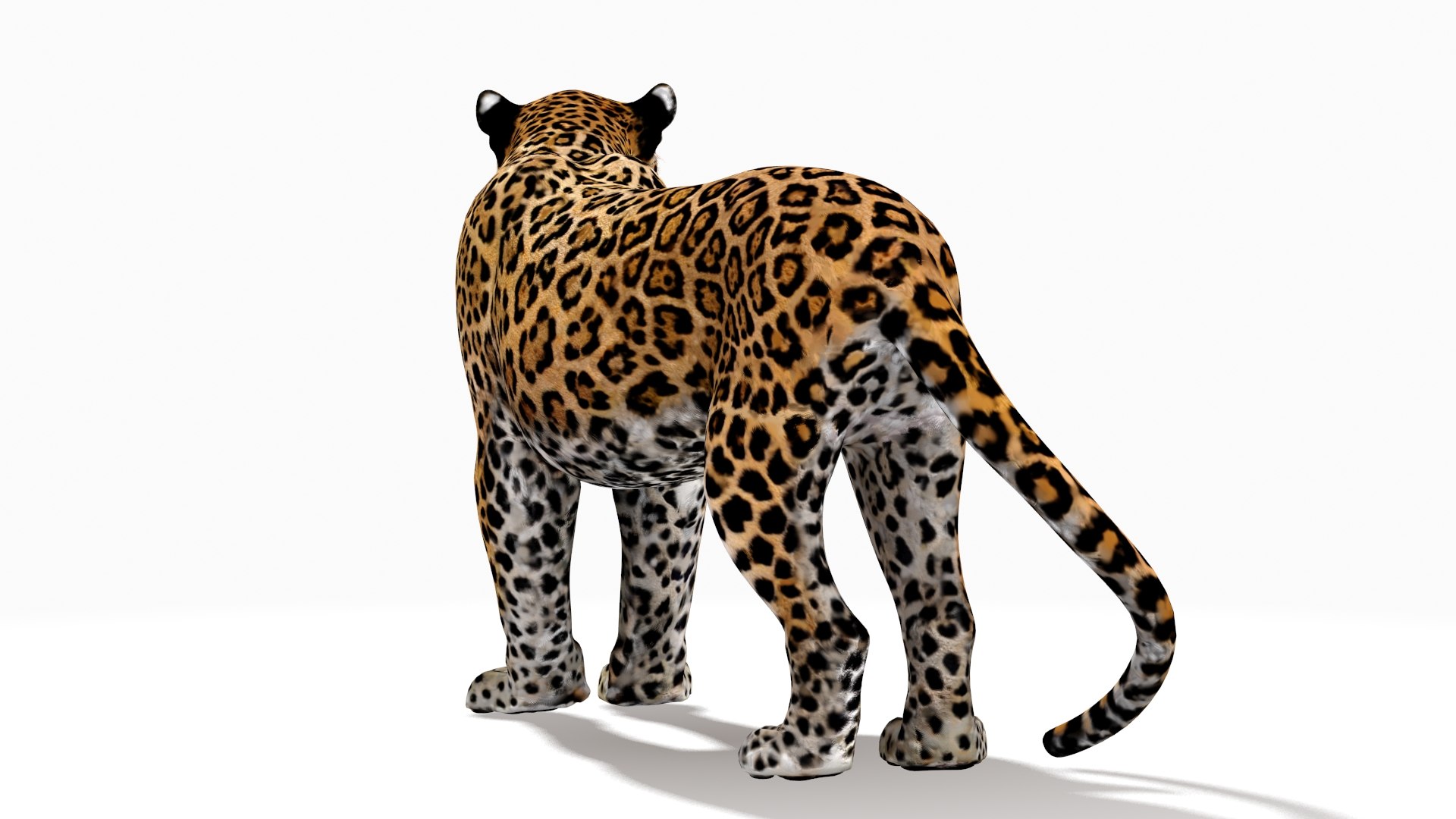 rigged scanline arnold 3D https://p.turbosquid.com/ts-thumb/5i/thlYsO/PaZZhz8x/jaguar3dmodel07/jpg/1573548032/1920x1080/fit_q87/685e342a838a5fb446bb34a7d895895cd47972b4/jaguar3dmodel07.jpg