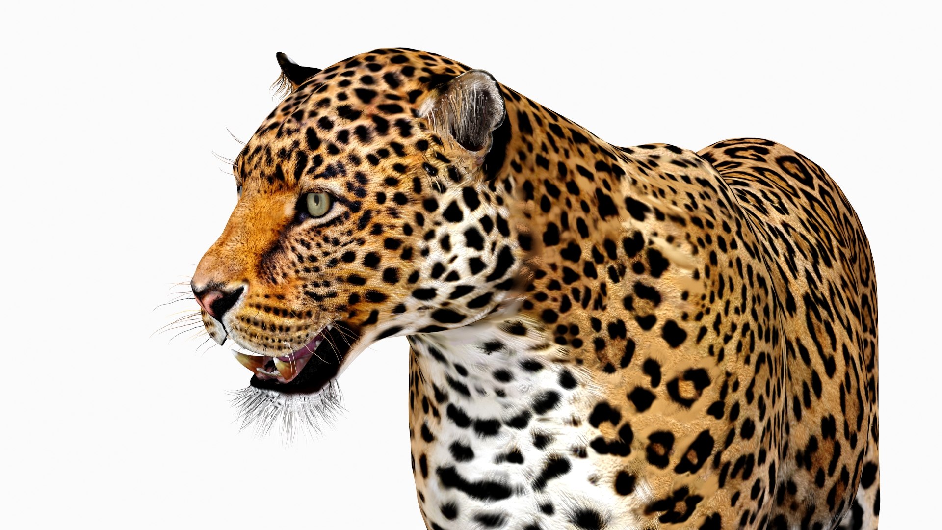 rigged scanline arnold 3D https://p.turbosquid.com/ts-thumb/5i/thlYsO/RnW02Rh6/jaguar3dmodel11/jpg/1573548032/1920x1080/fit_q87/a9759494f71fe3b21447b63c86b2ab59b8db52b6/jaguar3dmodel11.jpg