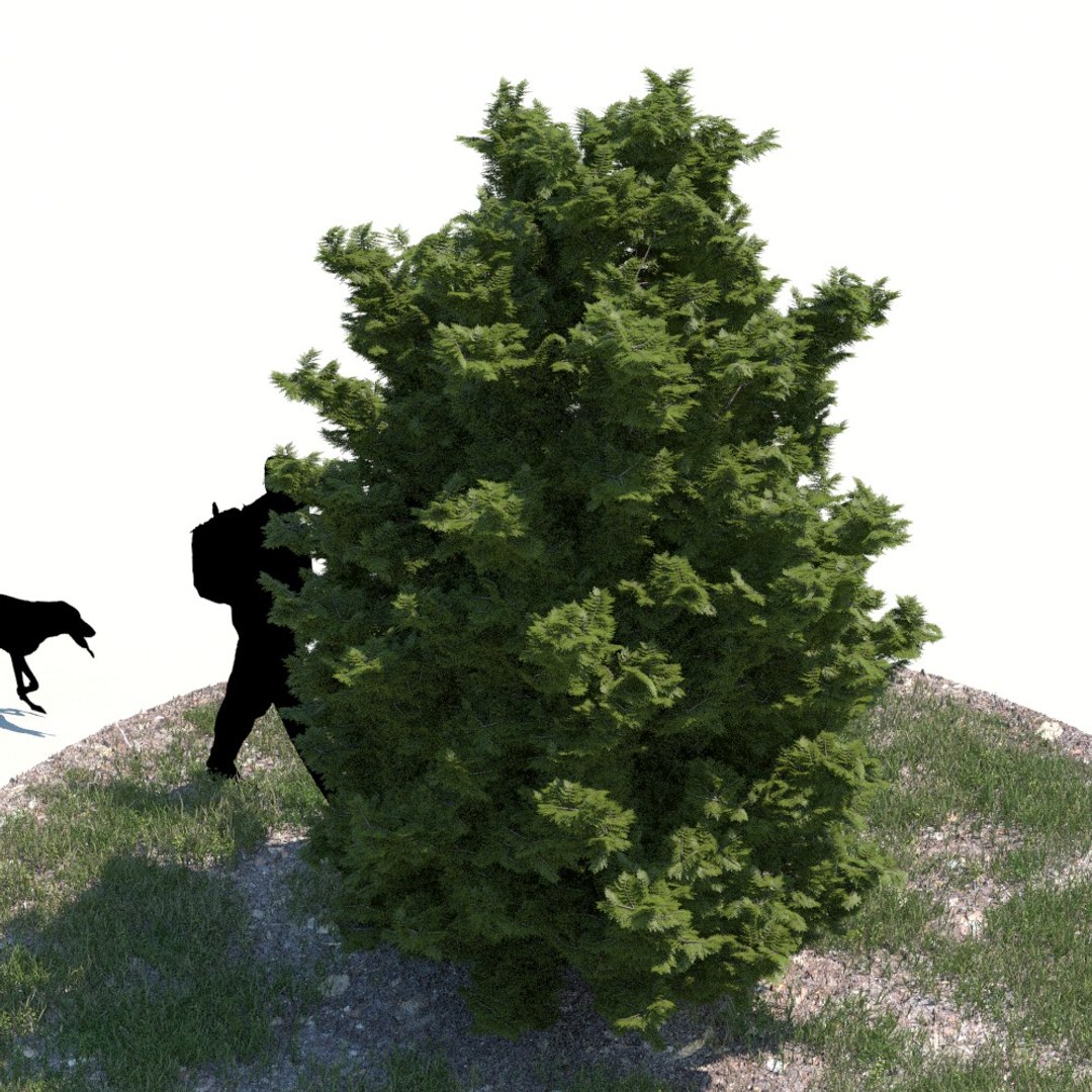 realistic thuja tree 3d fbx https://p.turbosquid.com/ts-thumb/5i/viETd1/papFqwXK/thuja04_f_0002/jpg/1412963670/1920x1080/fit_q87/3440b108d9d70586c6c6f451ffb7218aa5404c48/thuja04_f_0002.jpg