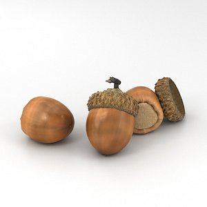 acorn nut plant 3D model