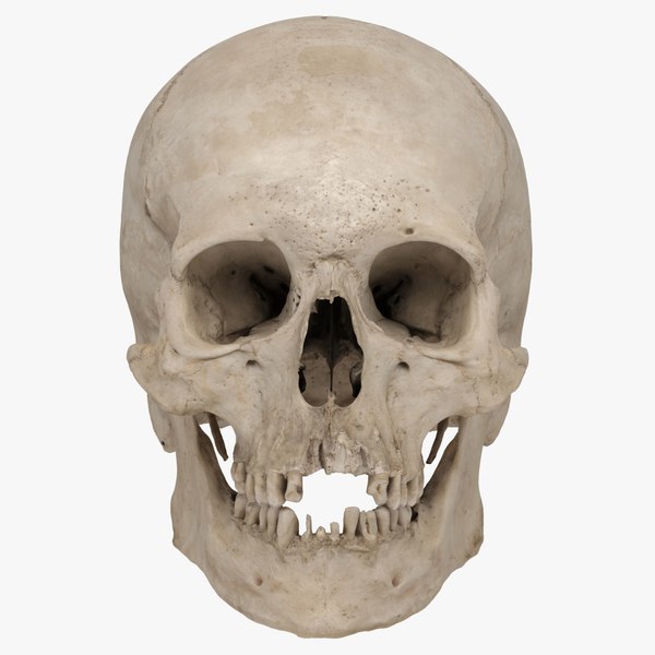 real human skull scan 3d model