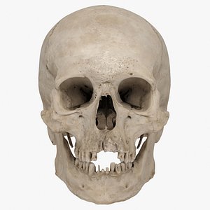 Real Human Skull 3D Scan 02