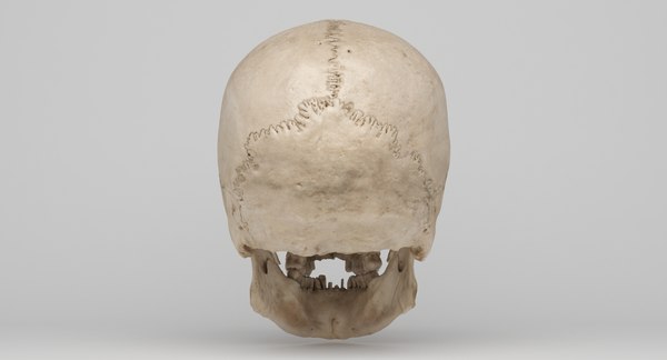 real human skull scan 3d model
