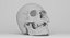 real human skull scan 3d model