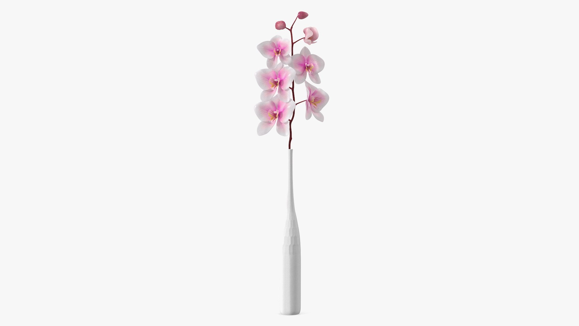 Tall Vase with Small Orchid Stem 3D model preview