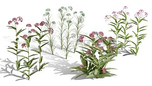 3D Milkweed Asset Pack 3D model