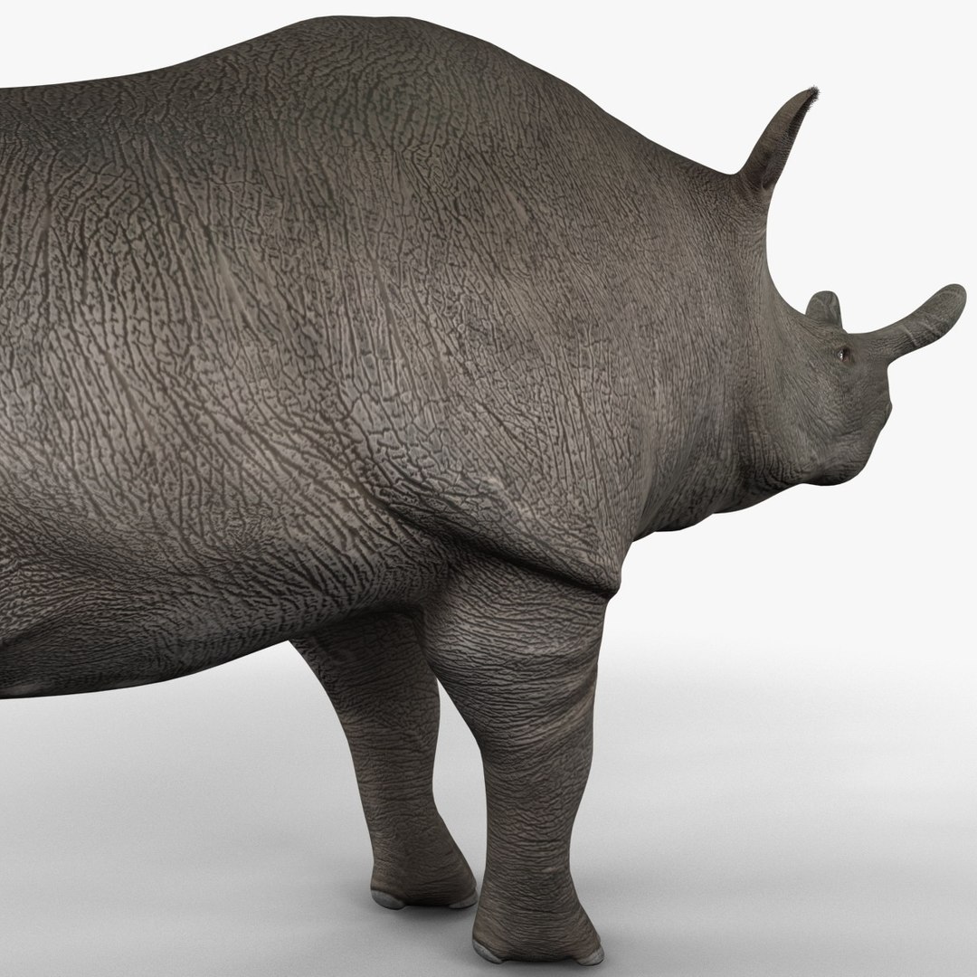 brontotherium 3ds https://p.turbosquid.com/ts-thumb/5j/PSEuxx/RRGytdiY/brontotherium_160/jpg/1374671516/1920x1080/fit_q87/09986889c5a4267dc52e293d43bf6a855a1212d6/brontotherium_160.jpg