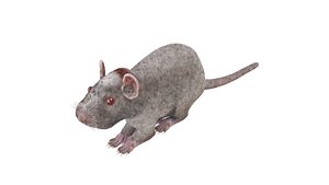 Mouse model