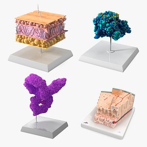 Gross Anatomy Models on Stand Collection 2