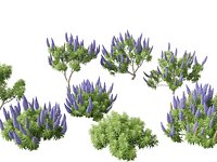 Echium candicans - Pride of Madeira