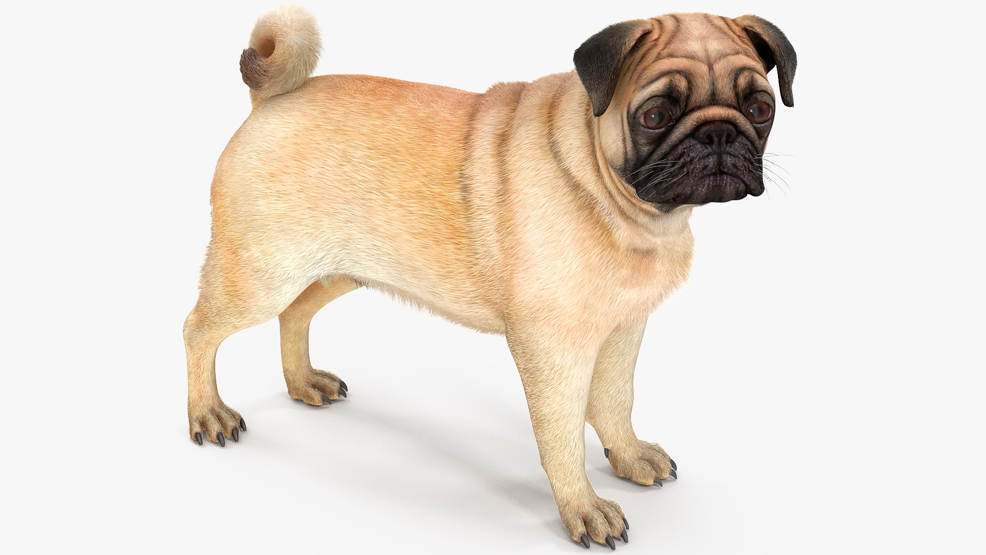 3D model pug dog fur https://p.turbosquid.com/ts-thumb/5j/gETYnl/Cs/pugdogfurc4dmodel006/jpg/1611383122/1920x1080/fit_q87/14d6126ed5e04b7e95748e8b75c6ca6ea9b28579/pugdogfurc4dmodel006.jpg