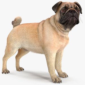 3D model pug dog fur