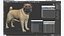 Pug Dog Fur