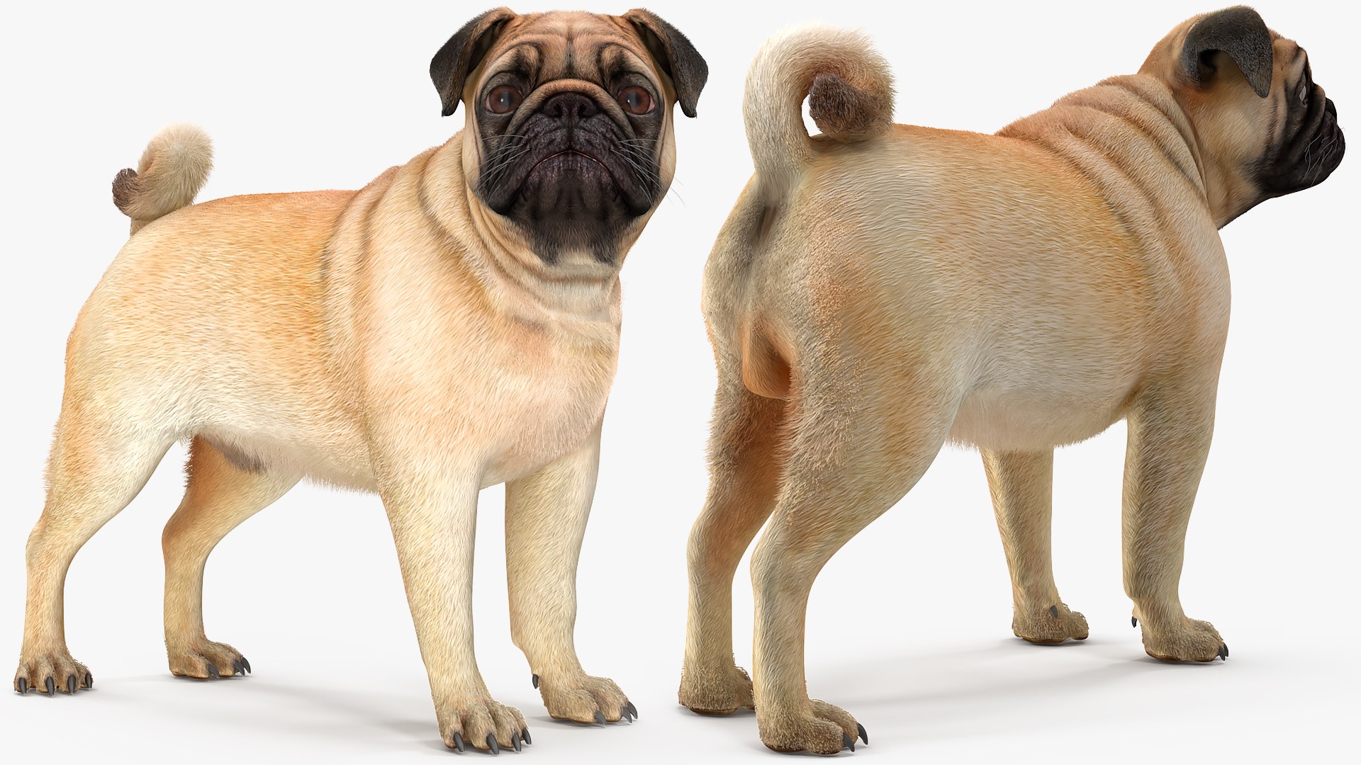 3D model pug dog fur https://p.turbosquid.com/ts-thumb/5j/gETYnl/Zg/pugdogfurc4dmodel008/jpg/1611383139/1920x1080/fit_q87/f4ca7d18bc5c2ea0df69ee253fe37fa8be8f7fef/pugdogfurc4dmodel008.jpg