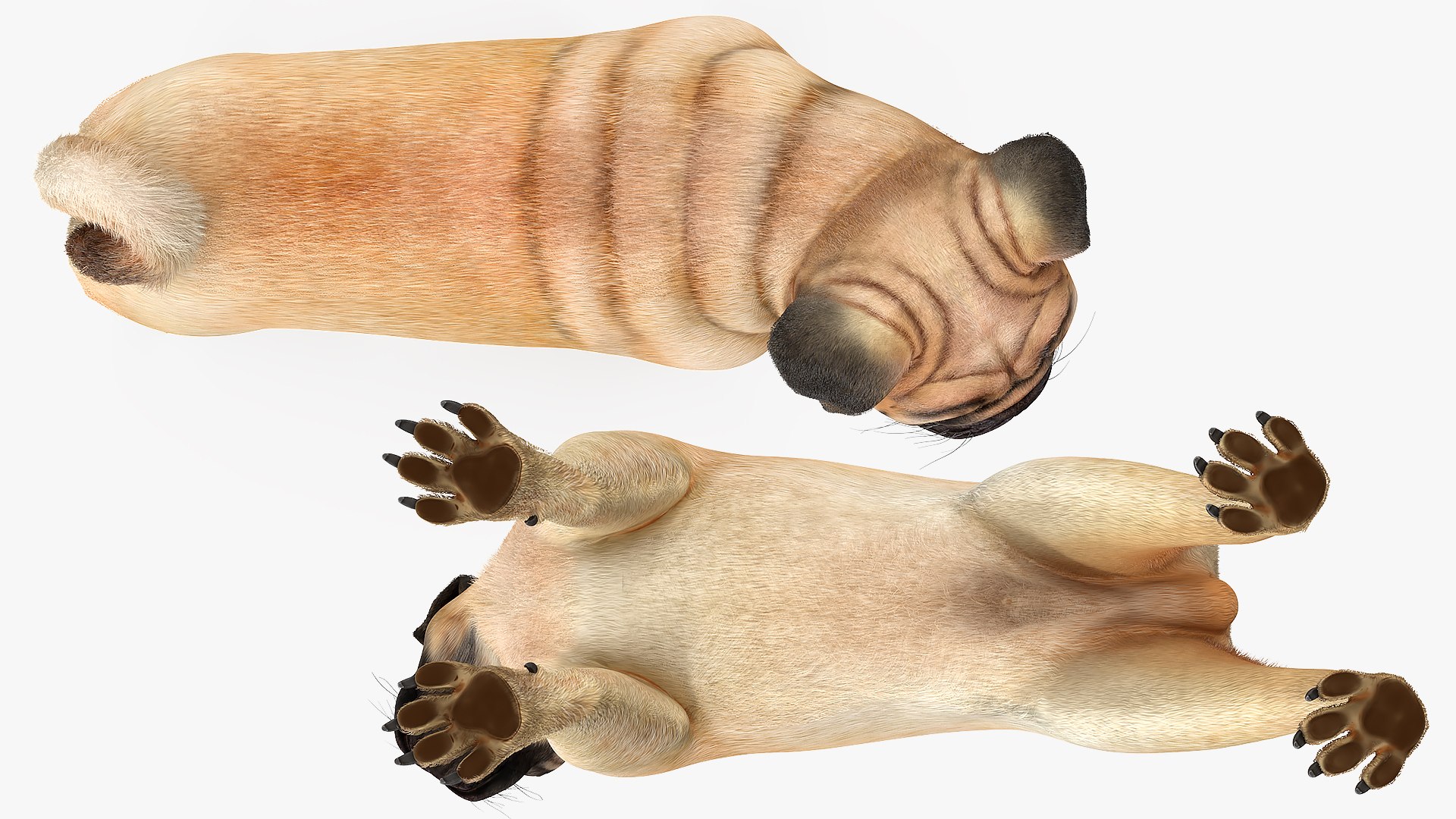 3D model pug dog fur https://p.turbosquid.com/ts-thumb/5j/gETYnl/bQ/pugdogfurc4dmodel011/jpg/1611383168/1920x1080/fit_q87/a63b17eeeccb7d4aaa561f8985105a6a811f74c9/pugdogfurc4dmodel011.jpg