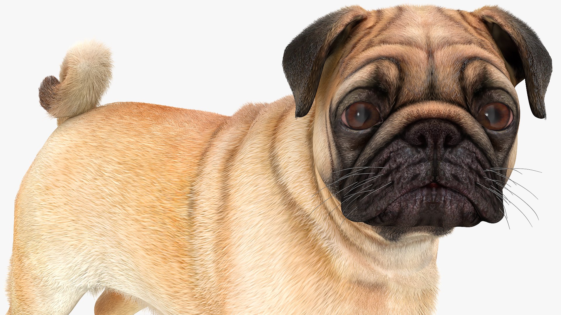 3D model pug dog fur https://p.turbosquid.com/ts-thumb/5j/gETYnl/cv/pugdogfurc4dmodel012/jpg/1611383178/1920x1080/fit_q87/c7e5dea183e9d7ceef68d6d166970c6fd8cd8fa8/pugdogfurc4dmodel012.jpg