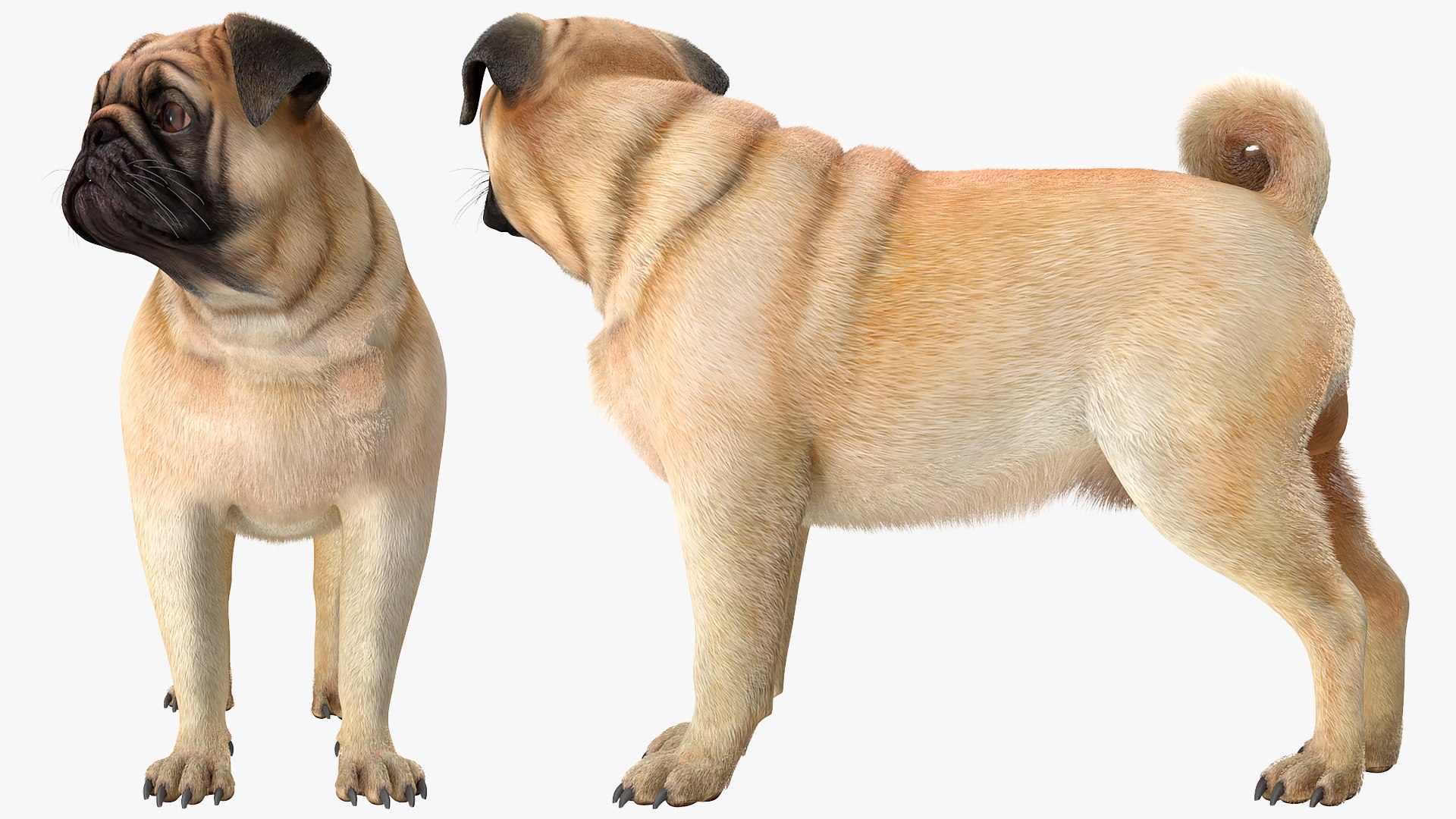 3D model pug dog fur https://p.turbosquid.com/ts-thumb/5j/gETYnl/kr/pugdogfurc4dmodel009/jpg/1611383149/1920x1080/fit_q87/0229d9f91e39a80adfb1622c256d3d2d003b1e0a/pugdogfurc4dmodel009.jpg