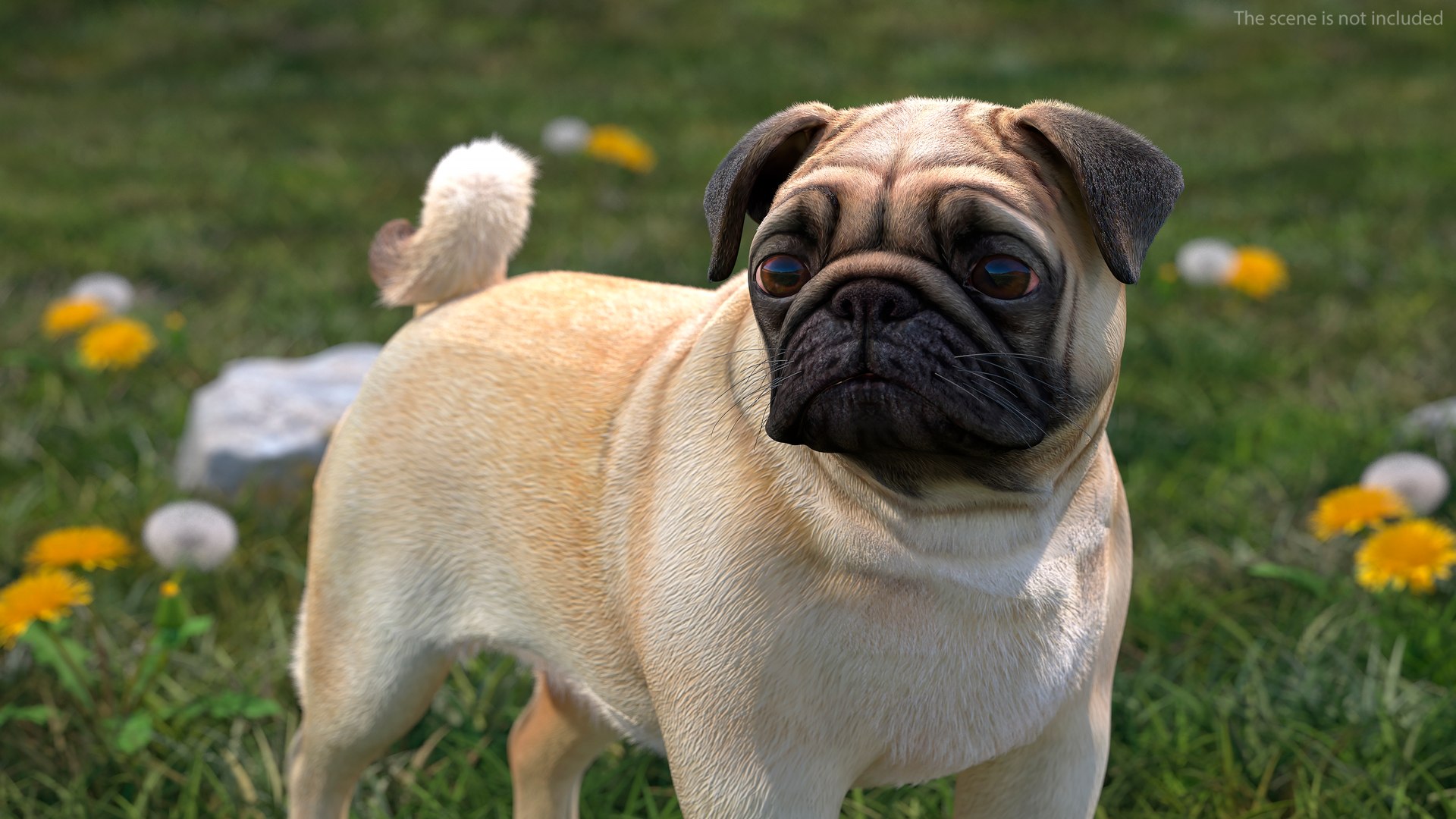 3D model pug dog fur https://p.turbosquid.com/ts-thumb/5j/gETYnl/m9/pugdogfurc4dmodel005/jpg/1611383112/1920x1080/fit_q87/afeb9eb8201be02caacb74c012fde4f2f8b8489e/pugdogfurc4dmodel005.jpg