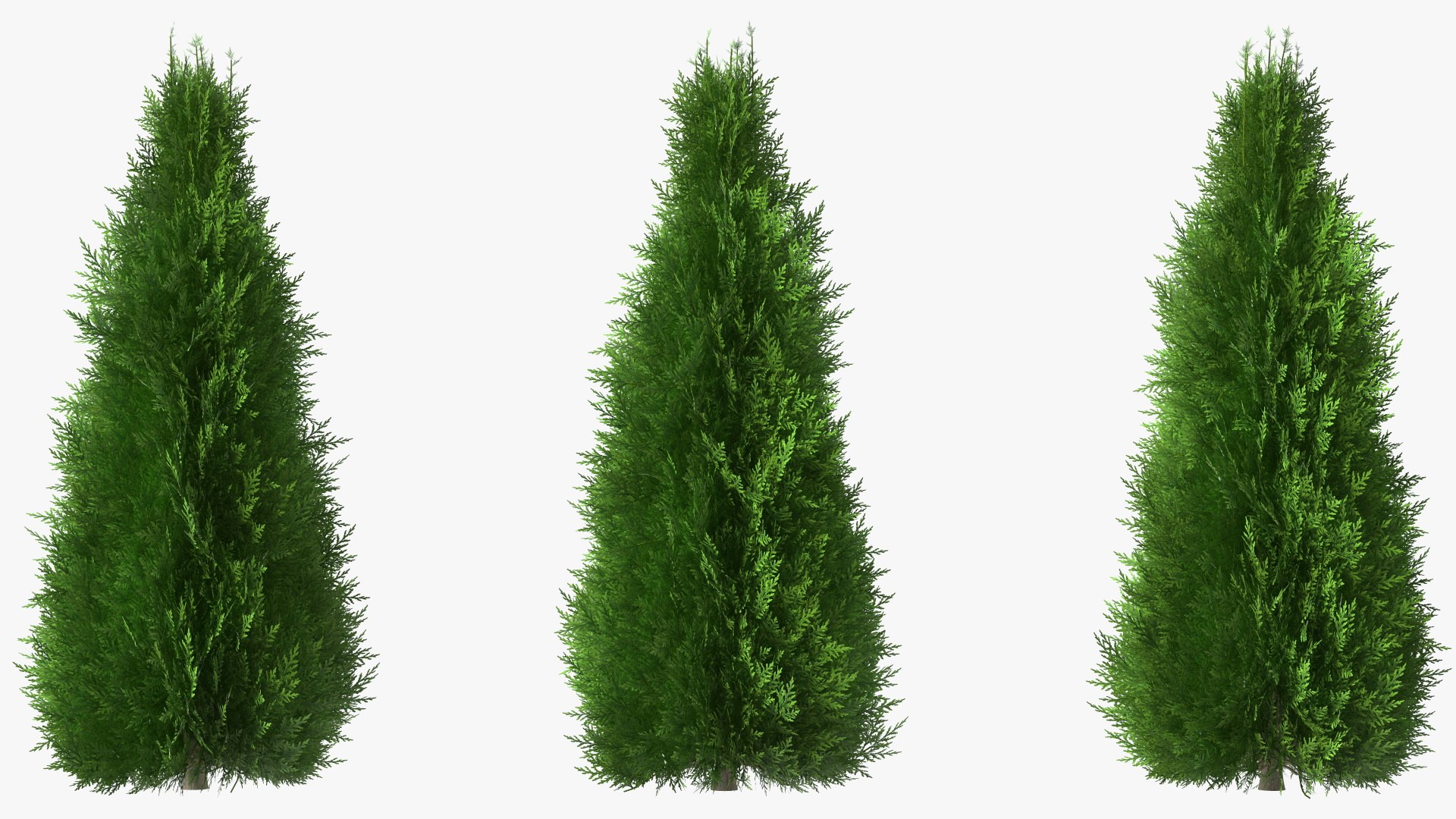 Chinese Arborvitae 3D model preview