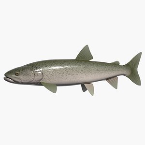 hucho ito 3d model