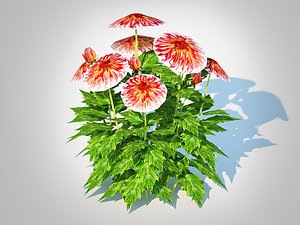 3D Dahlia Connie model