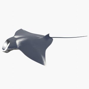 Giant manta