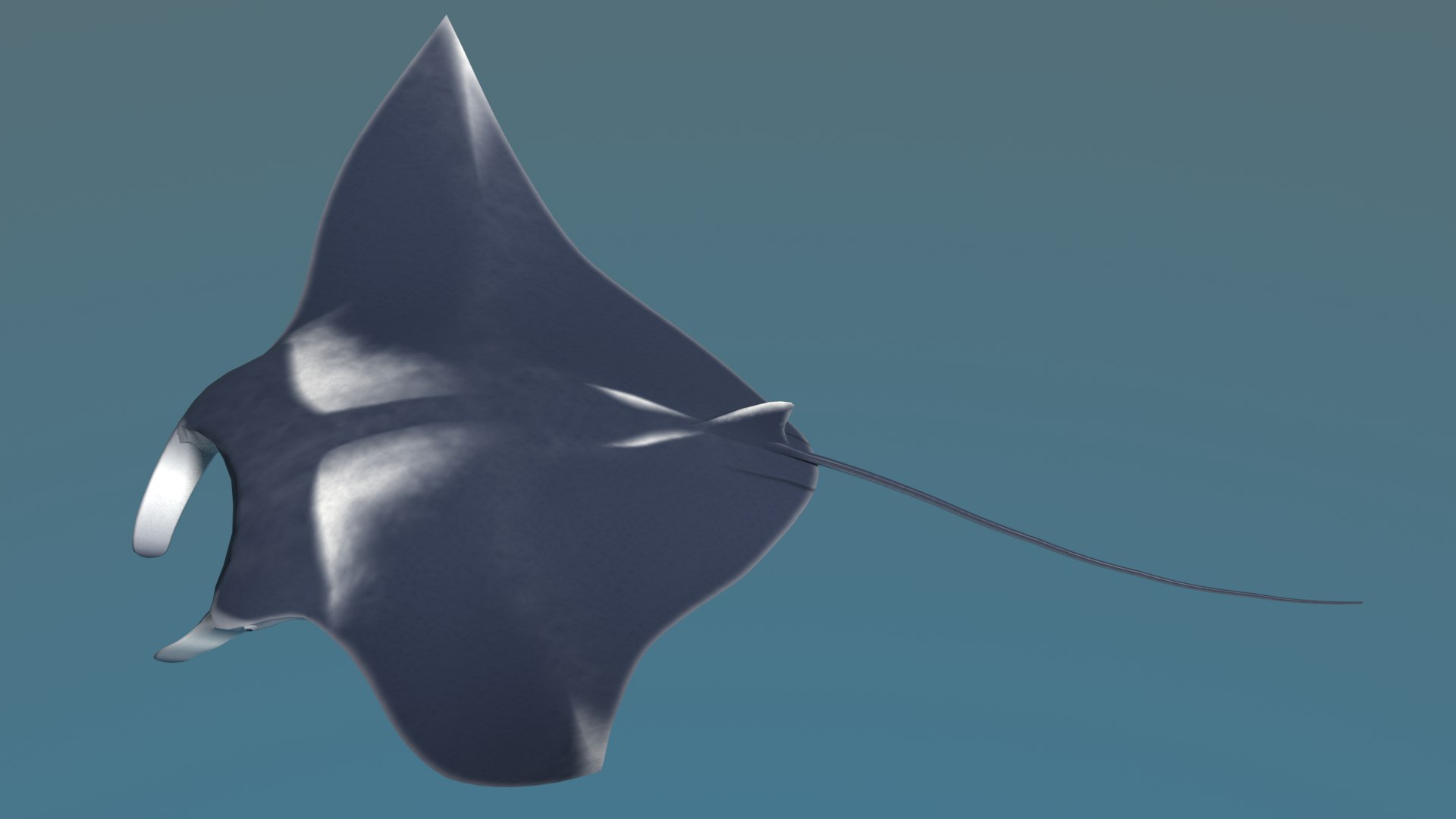 Fish Manta 3d Model