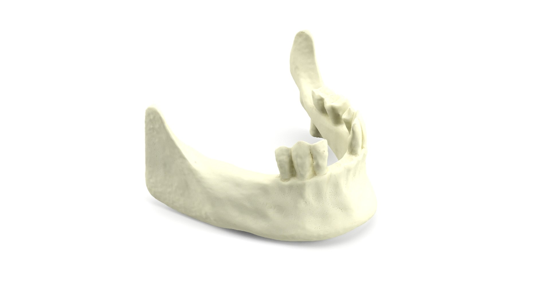 c4d teeth mold