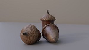 Acorn 3D model