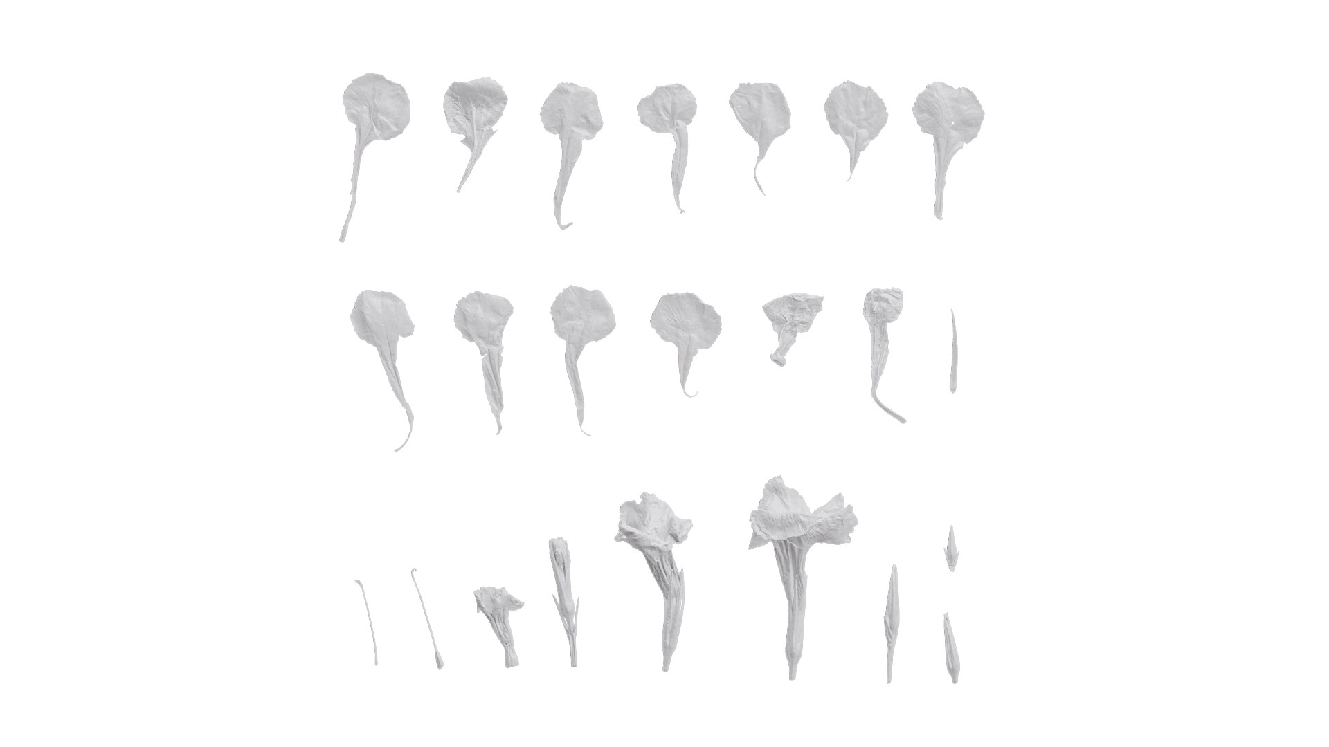 Anydrafts Ruellia Simplex Flower 02 Textures Model - TurboSquid 2358493