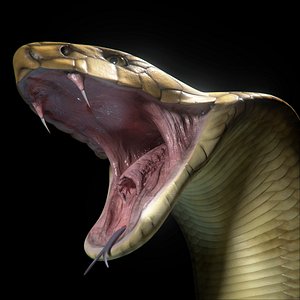 King Cobra