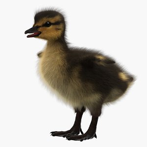Duckling