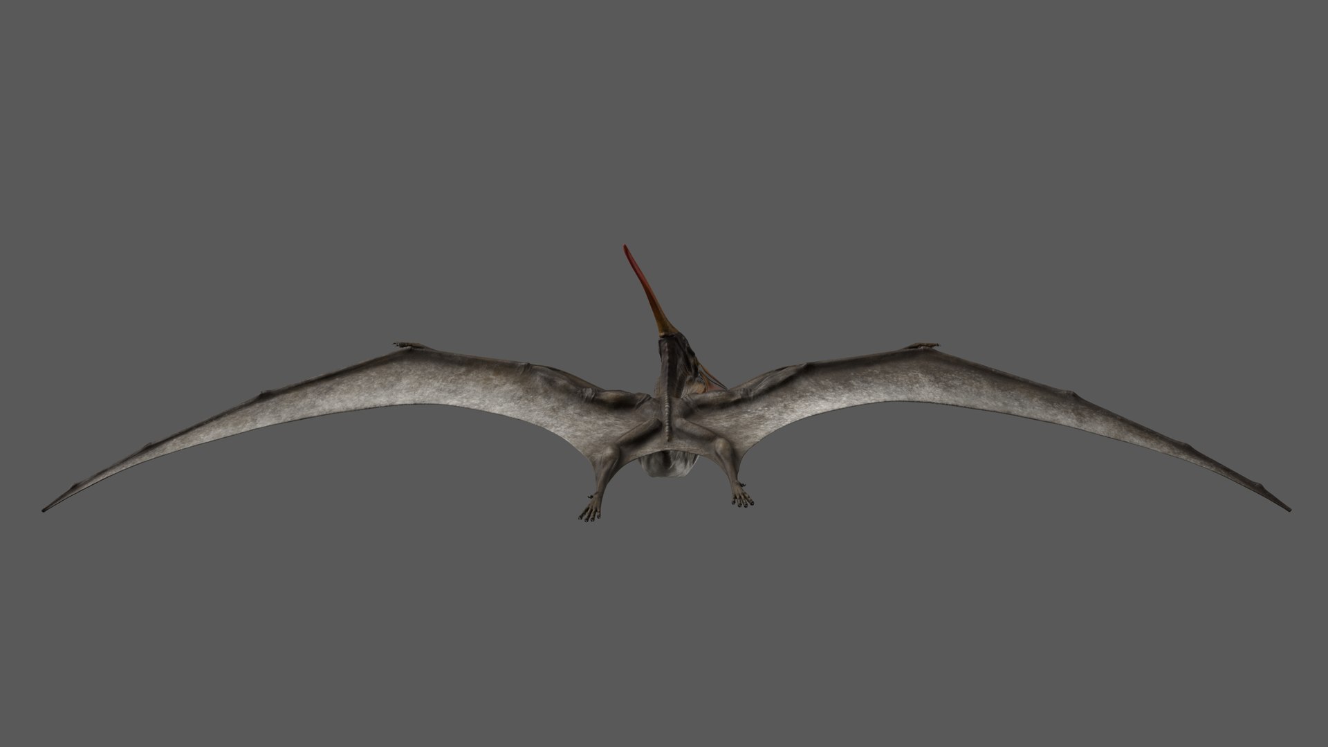 3D model pteranodon longiceps gray animation flying https://p.turbosquid.com/ts-thumb/5k/dJHop6/9yM8MG64/pteranodon_poses_009/jpg/1584126020/1920x1080/fit_q87/9520edade67985d42b09f11a708a8aeda59d12f8/pteranodon_poses_009.jpg