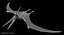 Pteranodon Longiceps Gray Animated