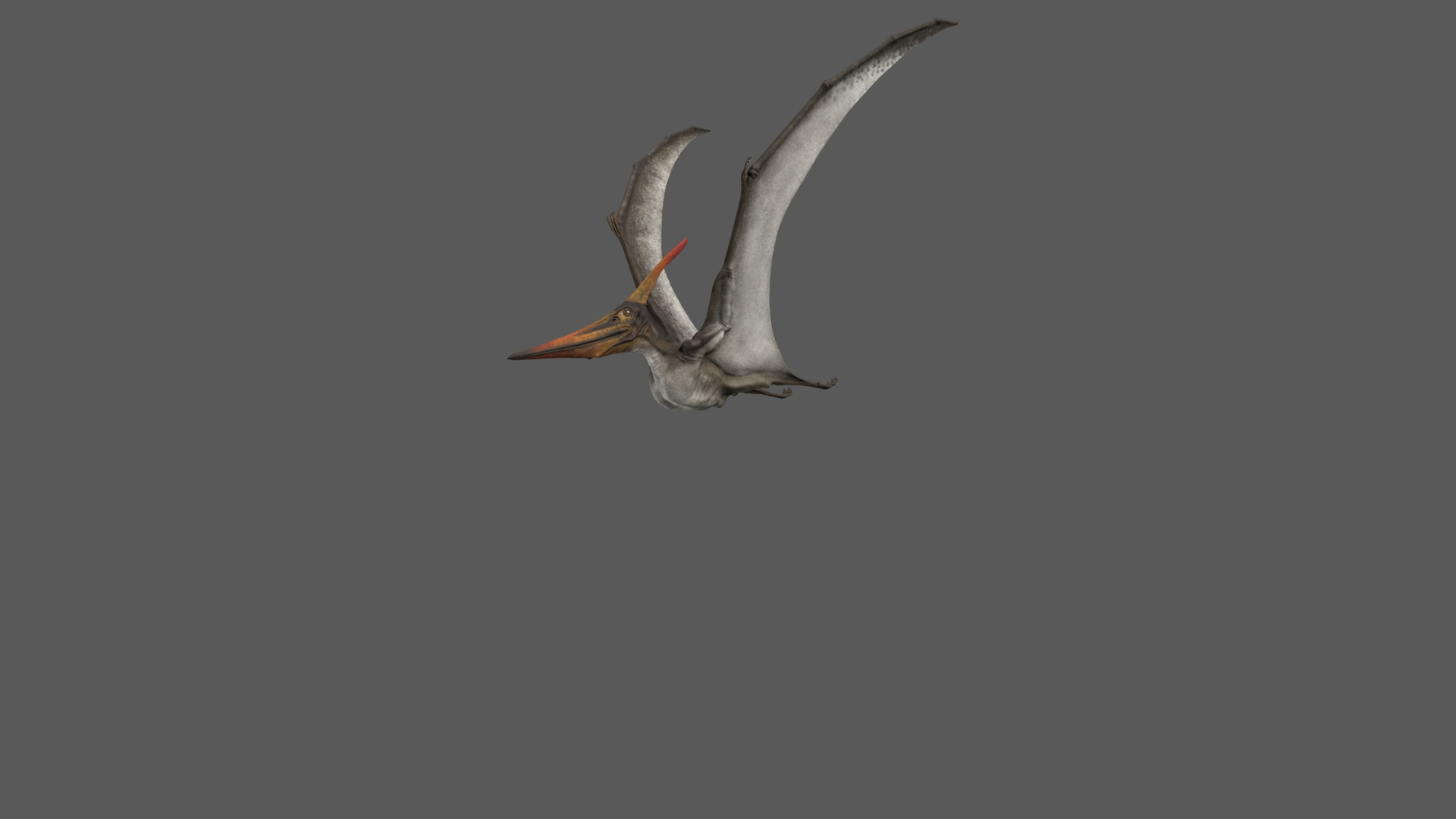 3D model pteranodon longiceps gray animation flying https://p.turbosquid.com/ts-thumb/5k/dJHop6/L5eRg9rq/pteranodon_fly1/jpg/1584101227/1920x1080/turn_fit_q99/25a2f6489db07b4c4fb5d6ddadeb930f78ea2823/pteranodon_fly1-1.jpg