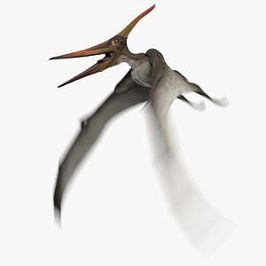 3D model pteranodon longiceps gray animation flying