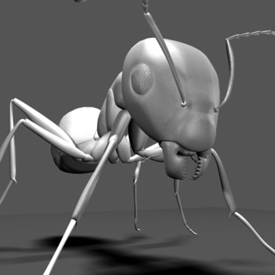 Ant 3D Model - TurboSquid 251071