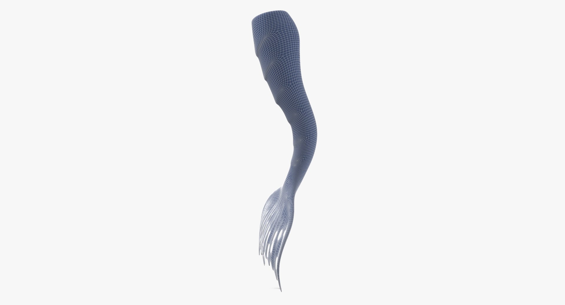 mermaid tails 03 3D model https://p.turbosquid.com/ts-thumb/5l/6UoU0v/iM/mermaid_tail_straight_wireframe_01_0004/jpg/1717593666/1920x1080/fit_q87/bd8f64d45d7d47d7df49e26a31e5b0334f7b6e84/mermaid_tail_straight_wireframe_01_0004.jpg