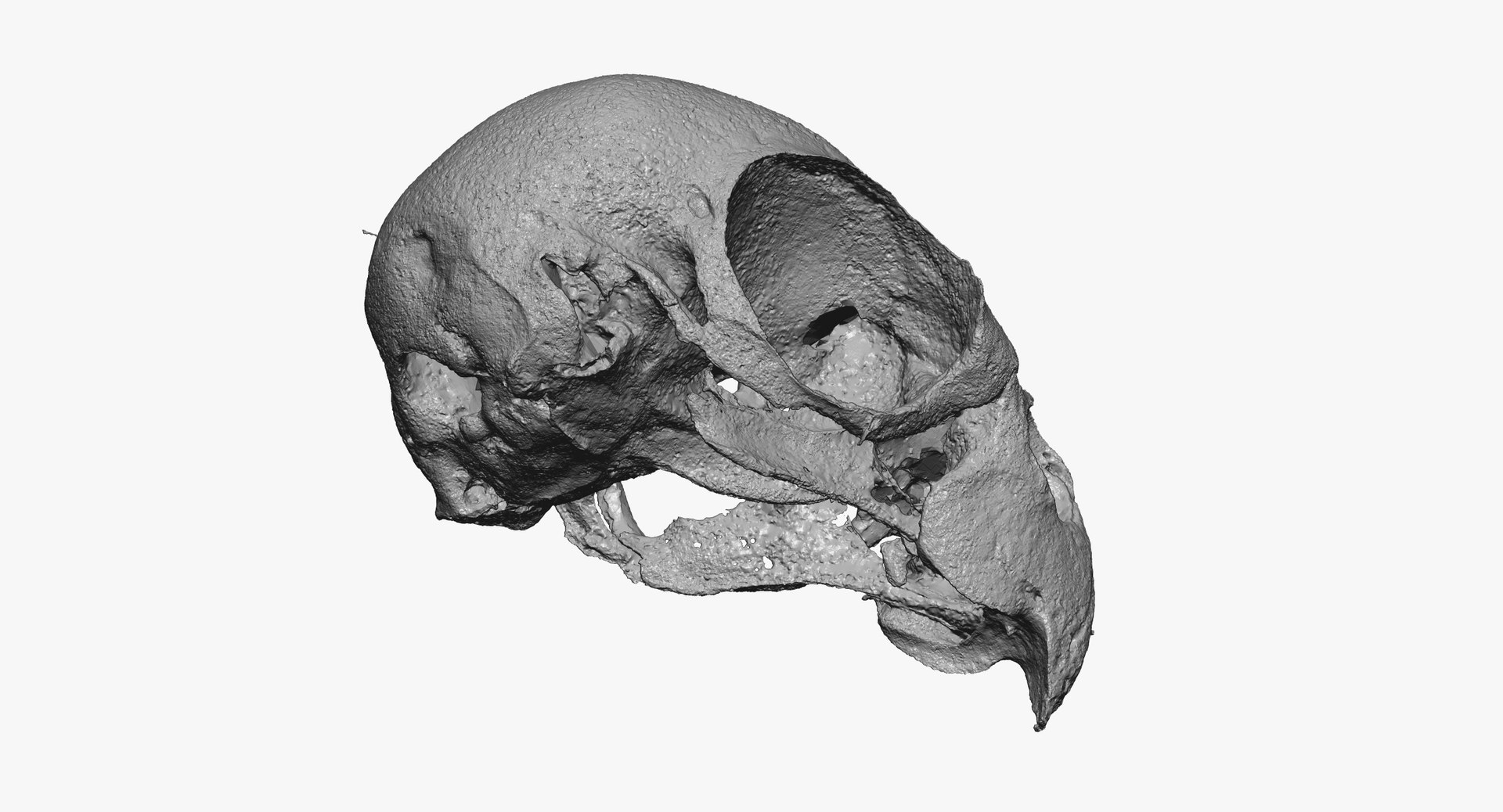 cockatiel nymphicus hollandicus skull 3D https://p.turbosquid.com/ts-thumb/5l/C4bioI/9OqPfmVX/cockatiel_nymphicus_hollandicus_skull_01_thumbnail_05/jpg/1593177231/1920x1080/fit_q87/23797be55c59b4c5102c3baf4ad19f0a5ae66308/cockatiel_nymphicus_hollandicus_skull_01_thumbnail_05.jpg