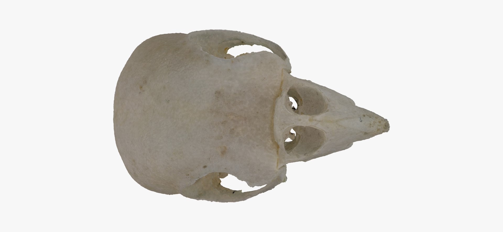 cockatiel nymphicus hollandicus skull 3D https://p.turbosquid.com/ts-thumb/5l/C4bioI/CdDfgSva/cockatiel_nymphicus_hollandicus_skull_01_thumbnail_09/jpg/1600254504/1920x1080/fit_q87/81b4afaa47be057907763bc05363f0f517deefc7/cockatiel_nymphicus_hollandicus_skull_01_thumbnail_09.jpg