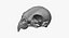 Real Cockatiel Nymphicus hollandicus Skull 01 RAW SCAN