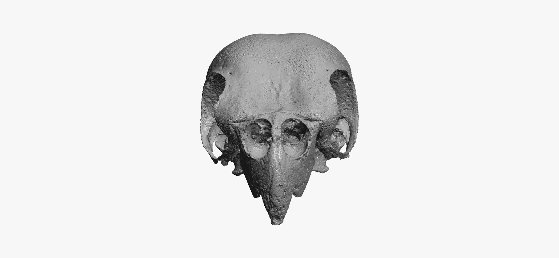 cockatiel nymphicus hollandicus skull 3D https://p.turbosquid.com/ts-thumb/5l/C4bioI/LicSmghY/cockatiel_nymphicus_hollandicus_skull_01_thumbnail_08/jpg/1600254504/1920x1080/fit_q87/481660a53c4f15b82eaf943b3eca06eaeab017c2/cockatiel_nymphicus_hollandicus_skull_01_thumbnail_08.jpg